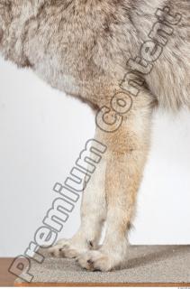 Wolf leg photo reference 0012
